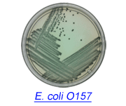 e-coli.gif